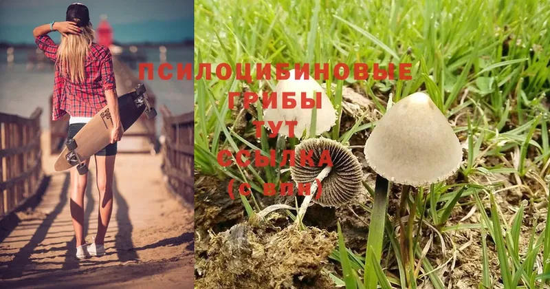 как найти закладки  Адыгейск  Псилоцибиновые грибы Psilocybine cubensis 